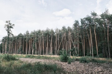Tote Bäume im sterbenden deutschen Wald