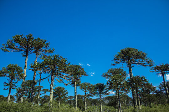 Araucarias Del Parque Nacional Conguillio