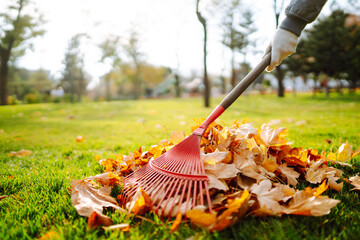 Close-up of a rake picking up fallen leaves in autumn. Man with a fan rake clears the yellow leaves...