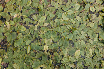Green plant on a surface of the lake, nature background
