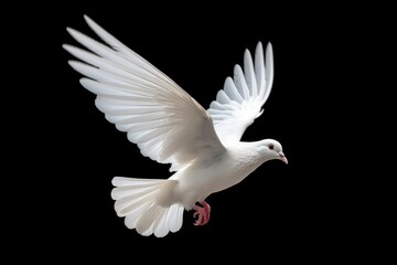 White dove flying isolated on black background