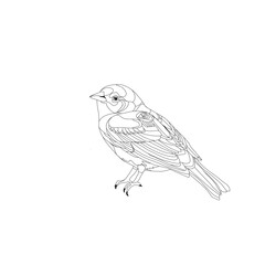 Sketch a little bird