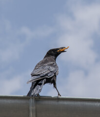 Cuervo comiendo sobre canalización recortado sobre cielo azul
