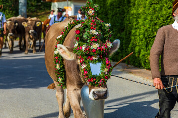 Viehscheid - Almabtrieb - Kranzkuh - Allgäu