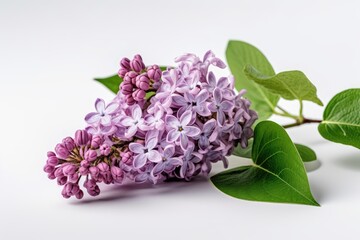 "Elegance in Lavender: Captivating the Essence of Lilac Blooms." Digital produkt. Generativ ai.