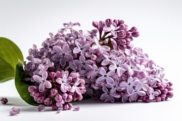 "Lilac Splendor: A Fragrant Symphony in Shades of Purple." Digital produkt. Generativ ai.