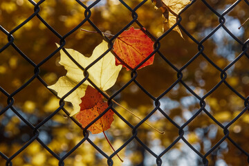 Close-up of dry maple leaves on chainlink fence