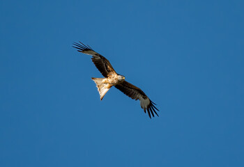 buzzard in flight