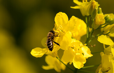 bee on yellow flower