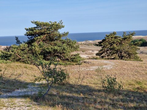 An der kurischen Nehrung in Polen