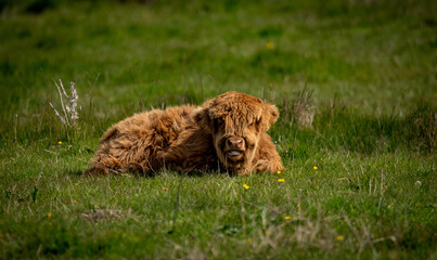 highland calf