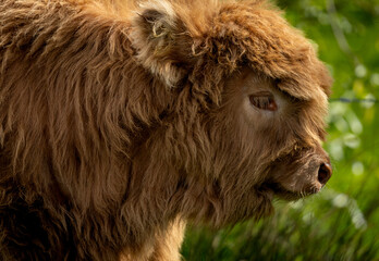 highland calf brown