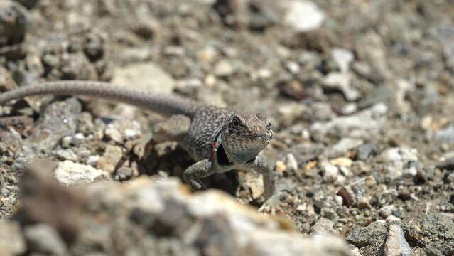Great Basin Collared Lizard close up as it runs away in the Utah desert.