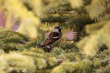 bird perched in summer evergreen tree