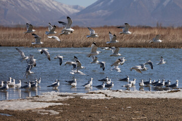 flock of gulls over utah lake