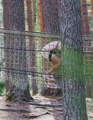 View of high ropes course, kids of climbing in amusement acitivity rope park, passing obstacles and zip line on heights, children teenagers in equipment gear between the trees on heights, summer day