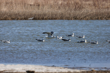 gulls floating on utah lake