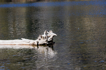 driftwood in the lake at tony grove, utah