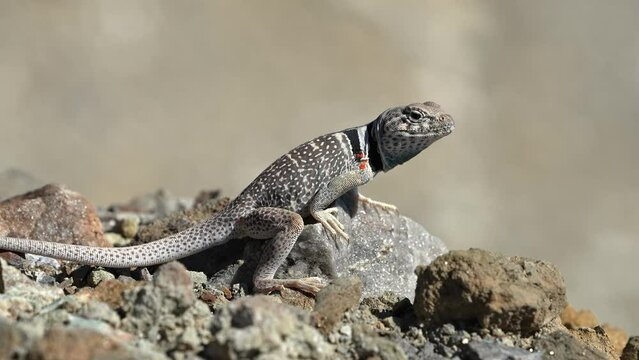 Great Basin Collared Lizard sitting on a rock then running away in the Utah desert.