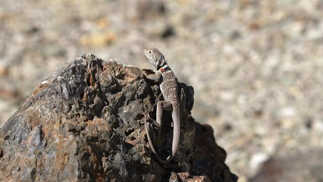 Great Basin Collared Lizard on a boulder running away in the Utah desert.