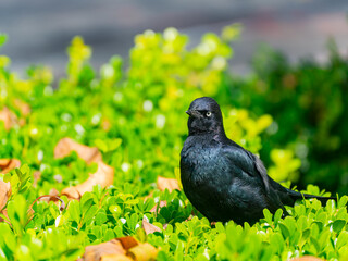 Close up shot of common grackle