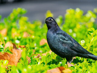 Close up shot of common grackle