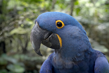The hyacinth macaw (Anodorhynchus hyacinthinus), or hyacinthine macaw