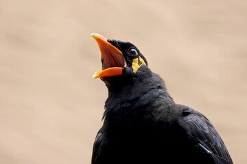 Close up view of a common hill myna (Gracula religiosa)