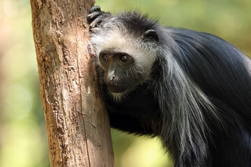 The king colobus (Colobus polykomos), also known as the western black-and-white colobus