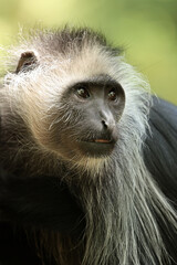 The king colobus (Colobus polykomos), also known as the western black-and-white colobus