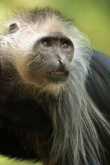 The king colobus (Colobus polykomos), also known as the western black-and-white colobus