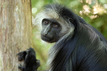 The king colobus (Colobus polykomos), also known as the western black-and-white colobus