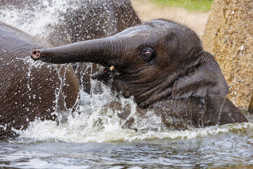 Small elephant playing with water in river