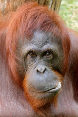 The Bornean orangutan (Pongo pygmaeus)