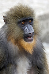 Close view of mandrill monkey (Mandrillus sphinx)