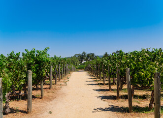 Fototapeta na wymiar Close up shot of mature grapes hanging in winery