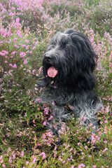 Schapendoes, Dutch Sheepdog, in the blooming heather