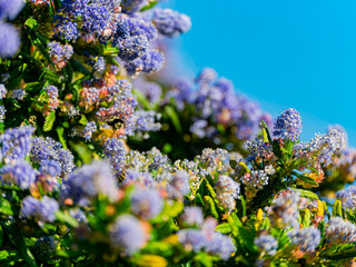 Obraz premium Close up shot of Ceanothus flower blossom