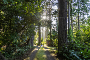 path in the forest