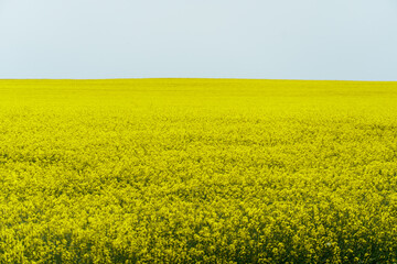 A large field of blooming yellow rapeseed against a blue sky. View of an agricultural rapeseed field and collected haystacks.