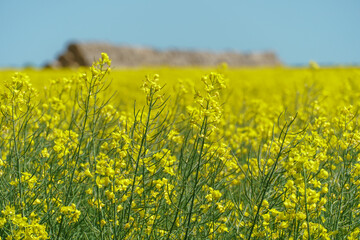 Obraz premium A large field of blooming yellow rapeseed against a blue sky. View of an agricultural rapeseed field and collected haystacks.