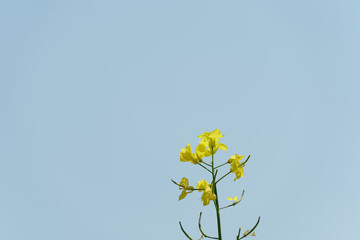 Rapeseed flower on a blue sky background close-up. The use of rapeseed oil for cooking, for cosmetic purposes, in the field of medicine, in soap making and for the creation of lubricants and fuel.