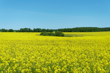 Obraz premium A large field of flowering yellow rapeseed located along the forest against the blue sky. View of an agricultural rapeseed field in an ecologically clean area.