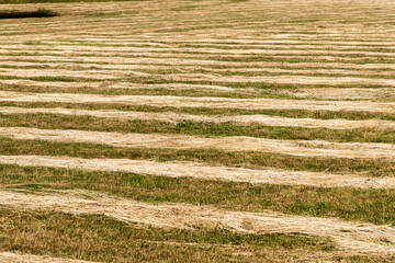 Nature stripes texture background of furrows in a wheat field after grain harvest.