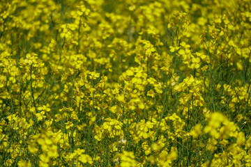 Yellow rapeseed flowers and green leaves close-up. A beautiful blooming meadow. Background on the topic of agro-industry and agriculture.