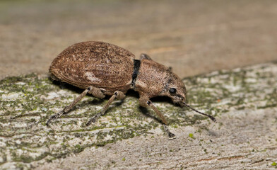 Fuller rose beetle (Naupactus cervinus) insect plant stem broad-nosed nature pest control agriculture.