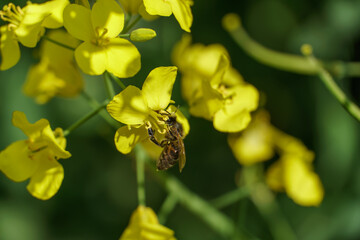 Yellow rapeseed flowers and green leaves close-up. A beautiful blooming meadow. Background on the topic of agro-industry and agriculture.