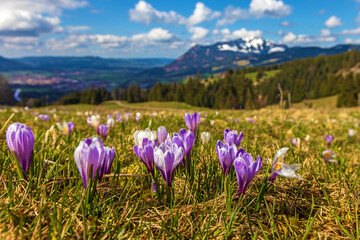 Krokusse - Allgäu - Grünten - Sonthofen - Frühling - Blumen - Alpen