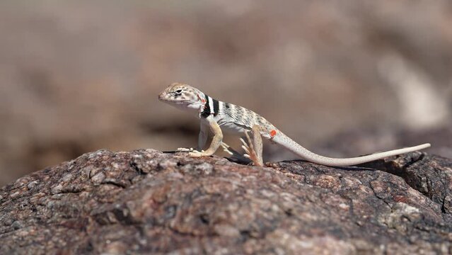 Great Basin Collared Lizard juvenile sunning itself on a rock in the Utah desert.