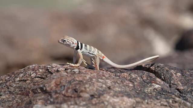 Great Basin Collared Lizard juvenile sitting then running away in slow motion in the Utah desert.